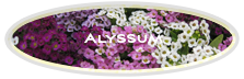 Alyssum