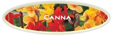 Canna