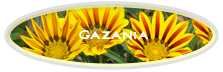 Gazania