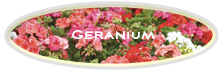 Geranium