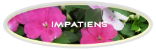 Impatiens