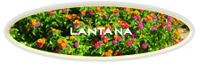 Lantana
