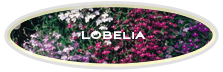 Lobelia