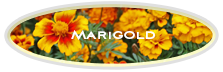 Marigold