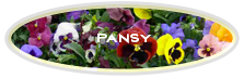 Pansy