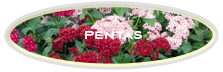Pentas