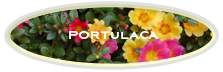 Portulaca