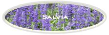 Salvia