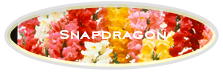 Snapdragon