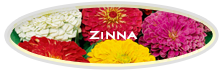 Zinna