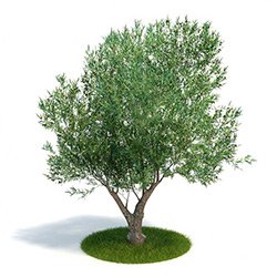 olive-tree